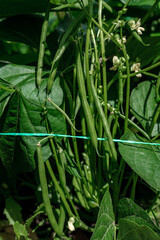 Young, growing and blooming green beans in a garden bed among dense green leaves.