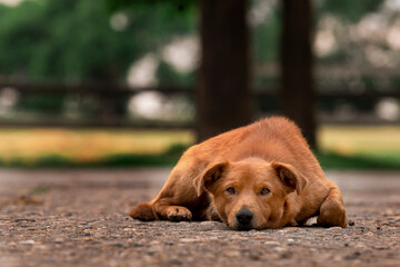 dog in the forest. Dog is lying on the moss. Tracking in nature. Pet resting