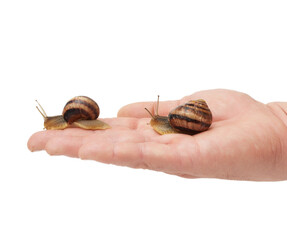 male hand holds a brown snail on a white isolated backgroun