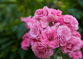 branch with blooming pink rose buds and green leaves