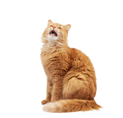 adult red cat sits on a white background, animal has an open mouth, looking up