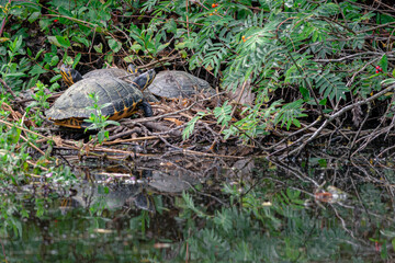 Yellow-bellied slider turtle, 2 turtles are resting in the sun, dumped animals, Amsterdam north, Baanakkerspark, Netherlands