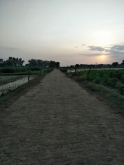 Fototapeta na wymiar Path between fields.it is sunset time picture