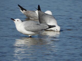 Seagulls bathing