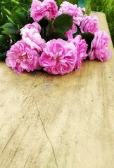 rose on the bench.pink flower.bouquet of roses.card.