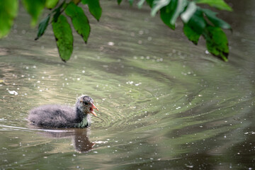 Coot chick, swims in the water between the water lilies looking for food, Stadspark, Amsterdam north, Baanakkerspark, Netherlands