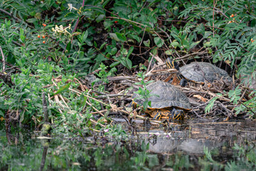 Naklejka na ściany i meble Yellow-bellied slider turtle, leaves its resting place and goes into the water, dumped animals, Amsterdam north, Baanakkerspark, Netherlands