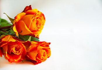 a bouquet of roses from the left. orange roses on a white background. postcard.