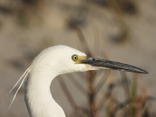 Snowy egret