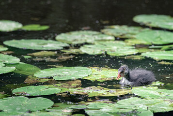 Coot chick, swims in the water between the water lilies looking for food, Stadspark, Amsterdam north, Baanakkerspark, Netherlands
