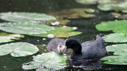 Coot mother teaches her young what to eat in the water, Stadspark, Amsterdam north, Baanakkerspark, Netherlands, nature photo