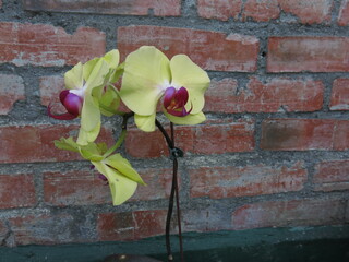 various kinds of orchids are blooming with different background