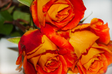 roses. bouquet of roses. orange roses on a white background. postcard.