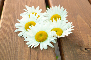 chamomile on a brown wooden background. greeting card concept.
