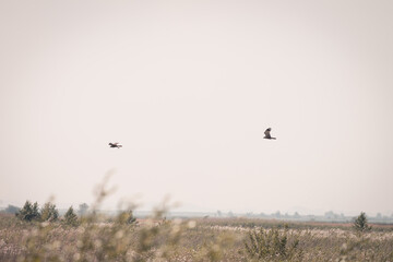 Two buzzards hunt prey, birds of prey, on a beautiful summer day, Volgermeerpolder, Amsterdam, netherlands, nature reserve, breeding area, bird area, travel location