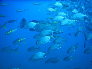 Obraz premium school of fish