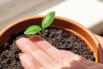 Female hand protecting a new green life. A lemon tree sapling in flowerpot in front of the window at home. Gardening and ecology concept.