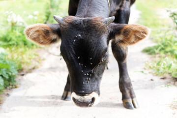 a young bull in the village stands on the road and looks into the frame
