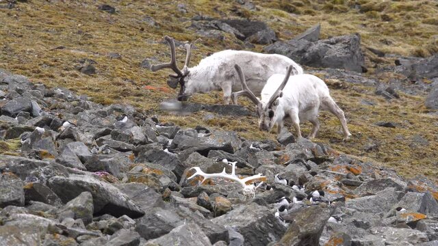 Two adult males of Svalbard reindeer (Rangifer tarandus platyrhynchus) Grazing, Svalbard Islands Spitsbergen
