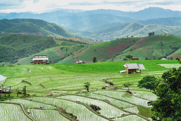Fototapeta na wymiar Pa-pong-peang rice terrace north Thailand,The village is in a valley among the rice terraces. Terraced Paddy Field in Mae-Jam Village chiang mai , Thailand.