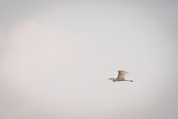 Great egret flies by in the sky on a beautiful blue summer,
Volgermeerpolder, Amsterdam, Netherlands, nature reserve, breeding area, bird area, travel location