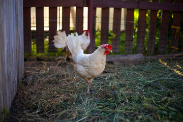 Chicken on the farm.