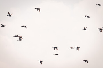 Several wild ducks fly up from the water, on a beautiful summer day, Volgermeerpolder, Amsterdam, the Netherlands, nature reserve, breeding area, bird area, travel location