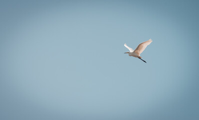 Great egret flies by in the sky on a beautiful blue summer,
Volgermeerpolder, Amsterdam, Netherlands, nature reserve, breeding area, bird area, travel location