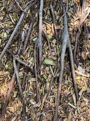 Tree roots in Carlyle Park