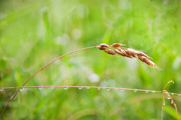 Dewdrop on the grass. Close-up photo.