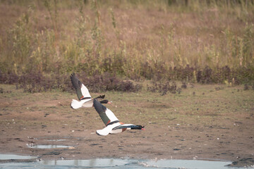 Common shelduck flying up from the water, on a beautiful summer day, Volgermeerpolder, Amsterdam, Netherlands, nature reserve, breeding area, bird area, travel location