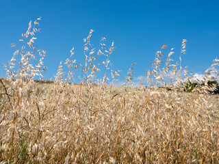 Hilly landscape of Oltrep&ograve; Pavese, Italy.