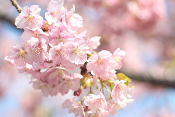 Fototapeta na wymiar Close up of beautiful and cute pink cherry blossoms (sakura), soft focus, Japan