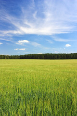 Obraz premium Golden ears of wheat in the field