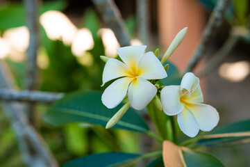 Blooming white frangipani flower in a tropical garden