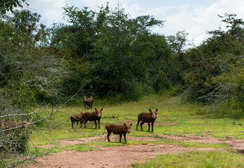 Naklejka na ściany i meble Warthog family in the Akagera National Park, Rwanda, Africa