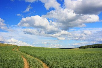 Obraz premium Country dirt road in a wheat field