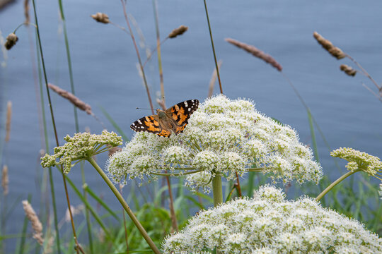 Anne's Lace Butterfly