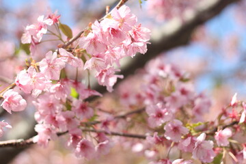 Obraz premium Close up of beautiful pink cherry blossom (sakura), wallpaper background, soft focus