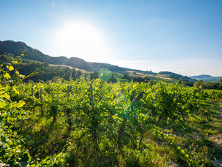 Vineyards of Oltrepò Pavese