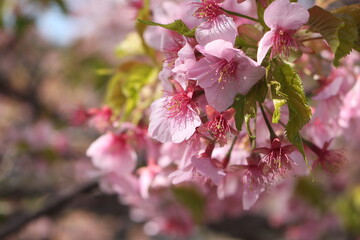 Close up of cute pink cherry blossoms (sakura), wallpaper background, soft focus