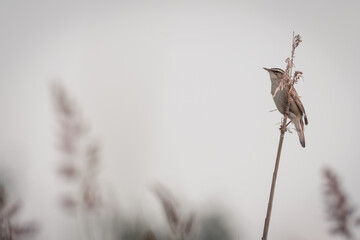 Sedge warbler on a reed stem among the tall grass, bird background, protected bird species, protected nature area, travel location, Dutch wildlife, beautiful little bird, volgermeerpolder Amsterdam
