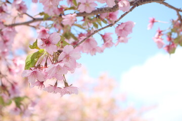 Obraz na płótnie Canvas Beautiful and cute pink cherry blossoms (sakura) against blue sky, wallpaper background, soft focus