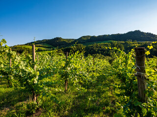 Fototapeta na wymiar Vineyards of Oltrepò Pavese