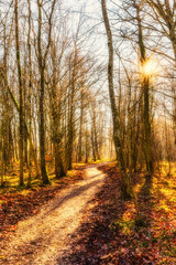 Fototapeta premium Autumn forest nature