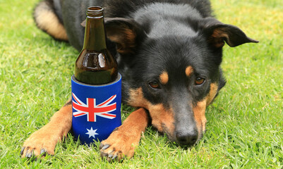 Cute black and tan Kelpie (Australian breed of sheep dog) lying on grass with a beer bottle in a stubbie holder decorated with the Australian flag.