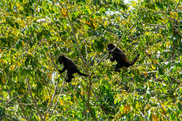 Mantled howler.
I took this picture in Cano negro, Costa Rica.