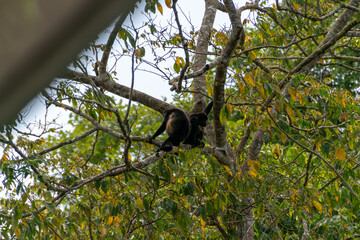 Mantled howler.
I took this picture in Cano negro, Costa Rica.