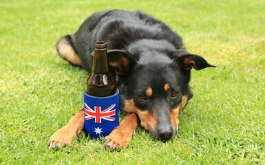 Cute tricolour Kelpie (Australian breed of sheep dog) lying on grass with a beer bottle in a stubby holder decorated with the Australian flag.