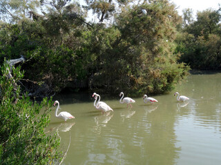 Phoenicopterus roseus